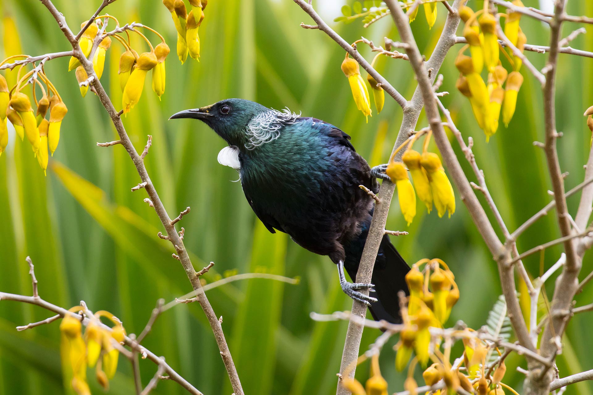 tui-bird-in-new-zealand-2021-08-26-17-04-26-utc.jpg