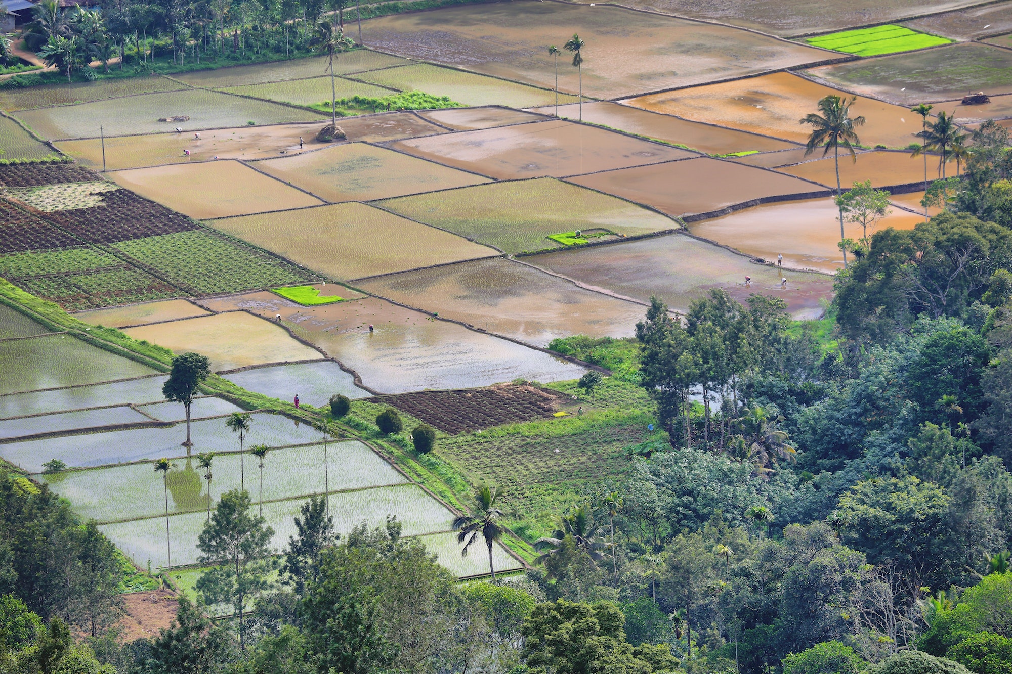 Flooded paddy Fields at Munnar, Kerala, India.