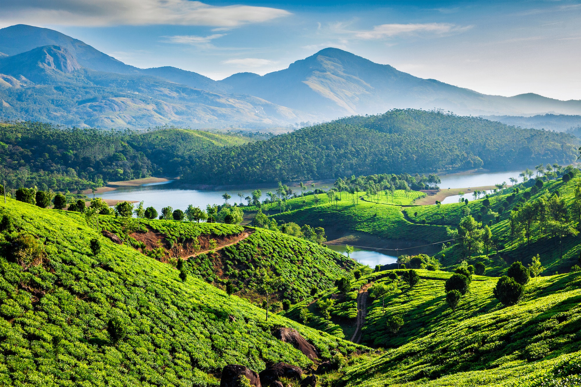 Tea plantations and river in hills. Kerala, India